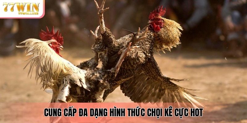 Cung cấp đa dạng hình thức chọi kê cực hot