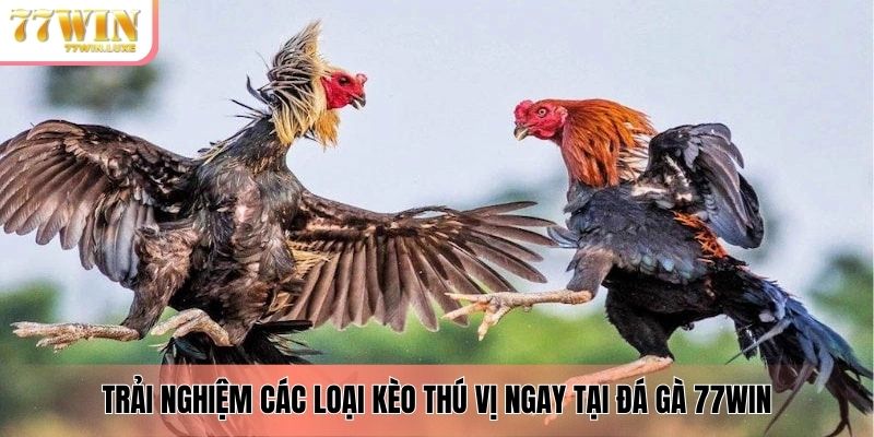 Trải nghiệm các loại kèo thú vị ngay tại đá gà 77WIN