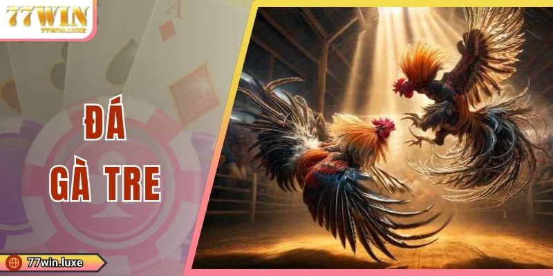 Đá Gà Tre - Giống Kê Kích Thước Nhỏ Nhưng Rất Linh Hoạt