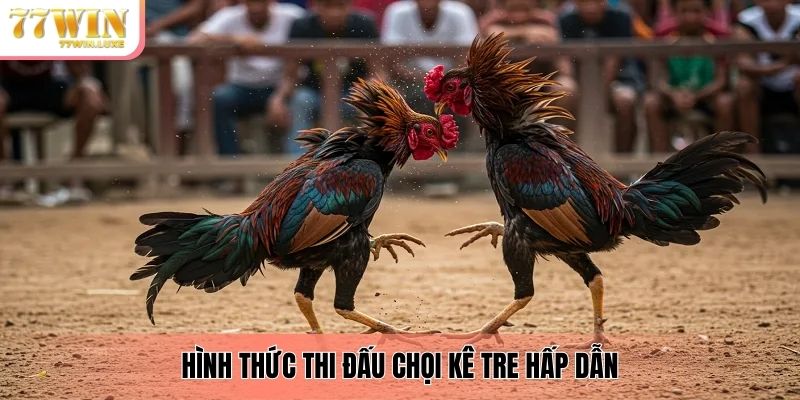 Hình thức thi đấu chọi kê tre hấp dẫn 