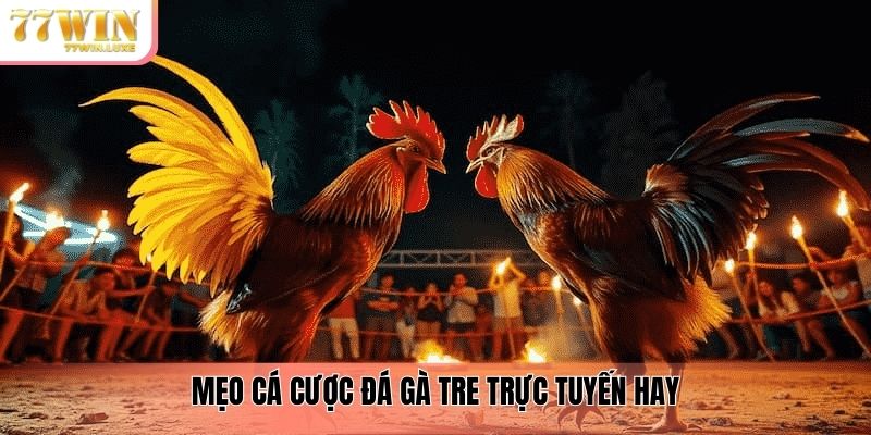 Mẹo cá cược đá gà tre trực tuyến hay