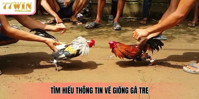 Tìm hiểu thông tin về giống gà tre