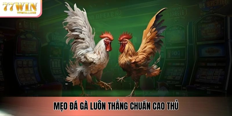 Mẹo đá gà luôn thắng chuẩn cao thủ