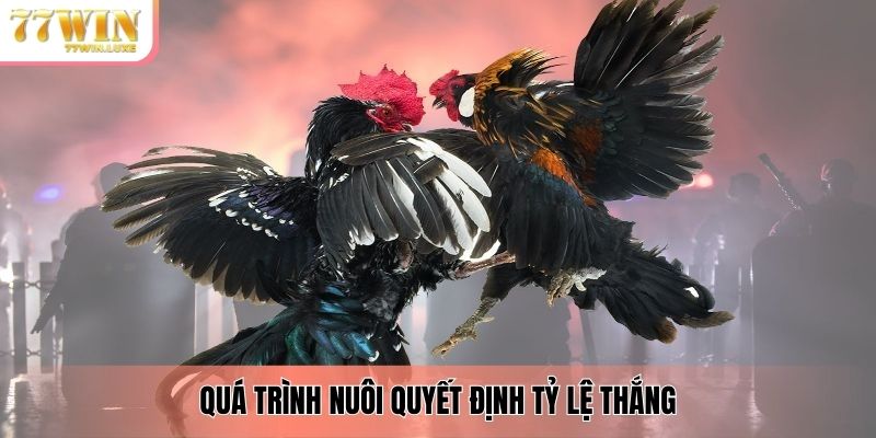 Quá trình nuôi quyết định tỷ lệ thắng 