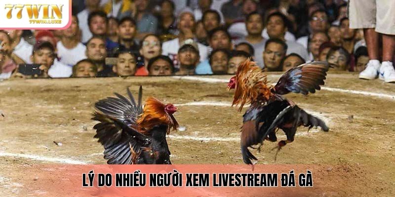Lý do nhiều người xem livestream đá gà Lý do nhiều người xem livestream đá gà