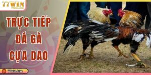 Trực Tiếp Đá Gà Cựa Dao - Kênh Phát Sóng Phổ Biến Nhất 