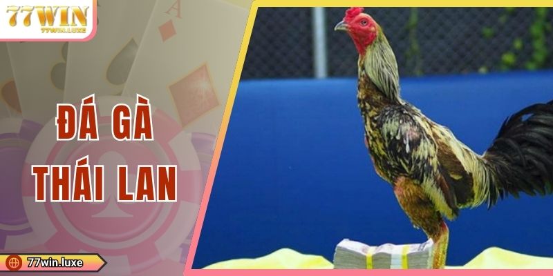 Đá Gà Thái Lan - Cách Cược Trận Chọi Kê Hấp Dẫn Nhất 