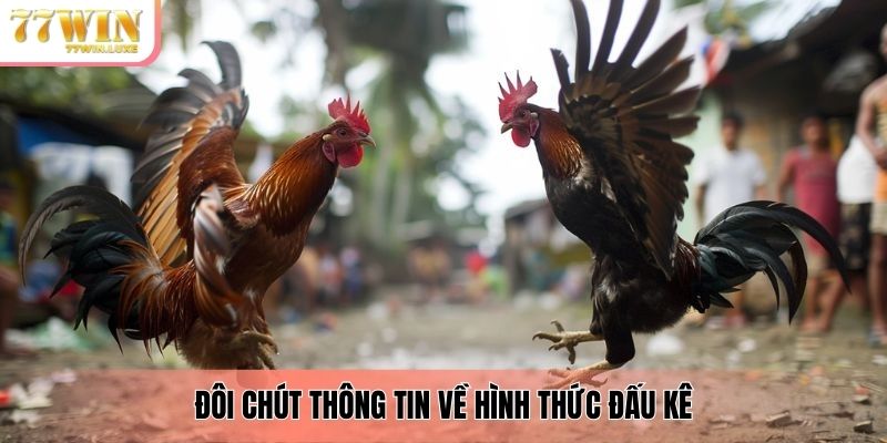 Đôi chút thông tin về hình thức đấu kê