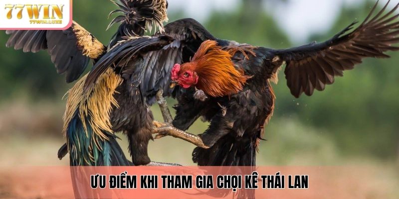 Ưu điểm khi tham gia chọi kê Thái Lan