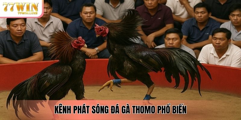 Kênh phát sóng đá gà Thomo phổ biến