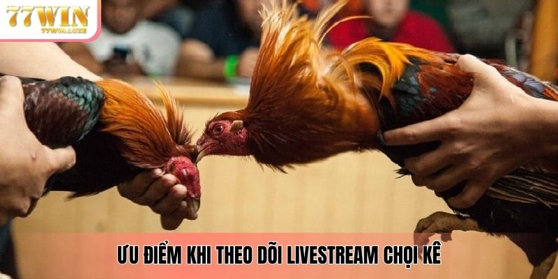 Ưu điểm khi theo dõi livestream chọi kê 